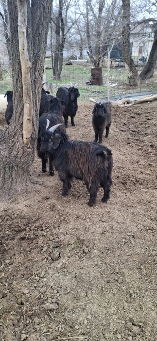 Текелер сатылады