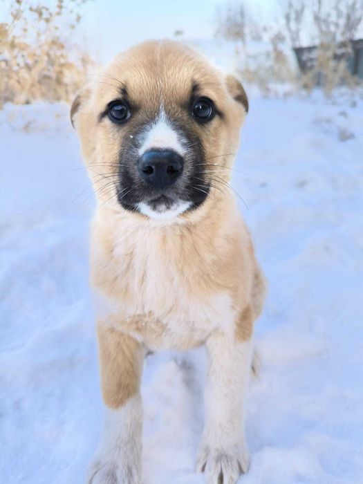 Щенки в добрые руки