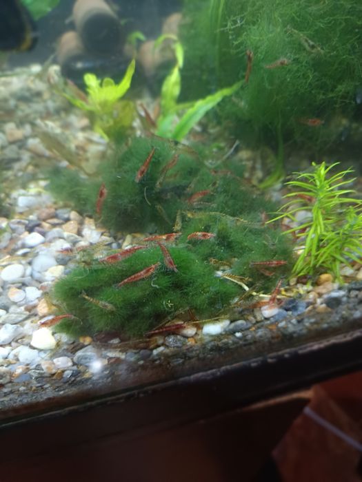 Pești acvariu  schimb ori ..