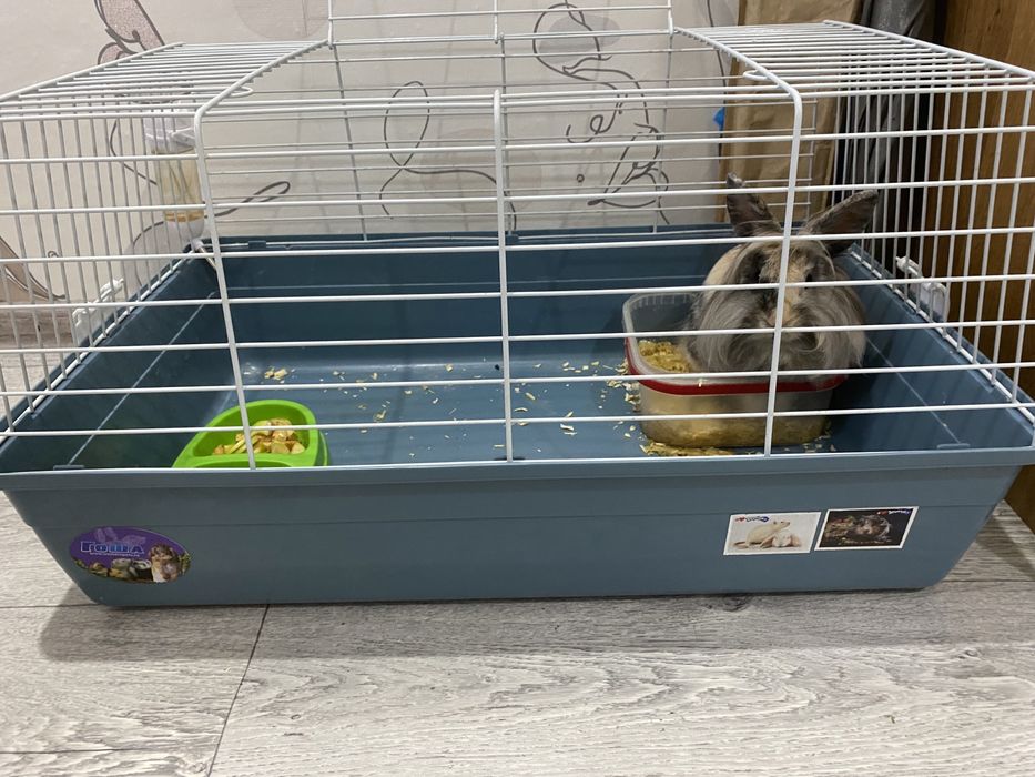 Продам декоративного кролика