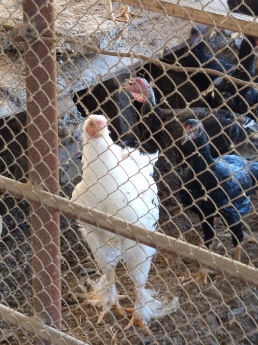 Куланги ва Брама