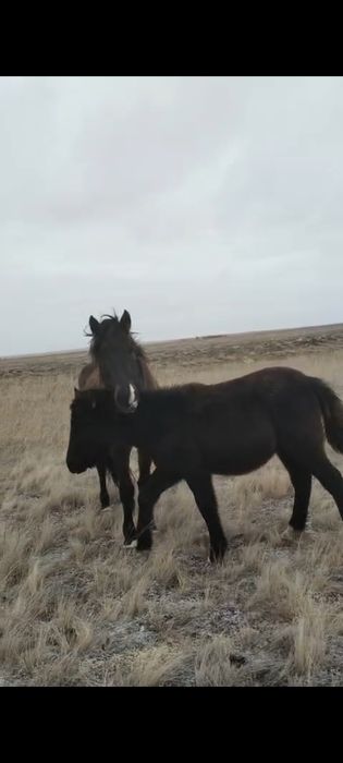 Продам кобылу с жеребенкам