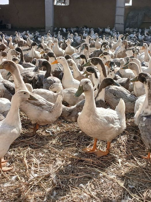 Урдак сотилади 180 000