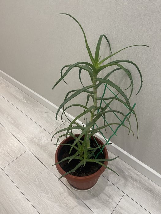 Алоэ лечебное больше семи лет