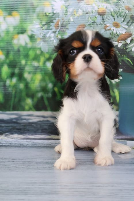 Кавалер кинг чарльз спаниель