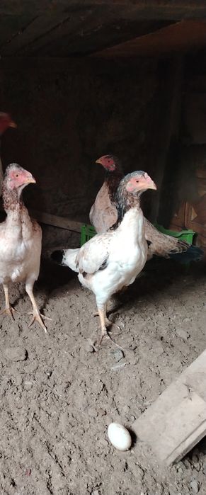 Даканихи тулячки