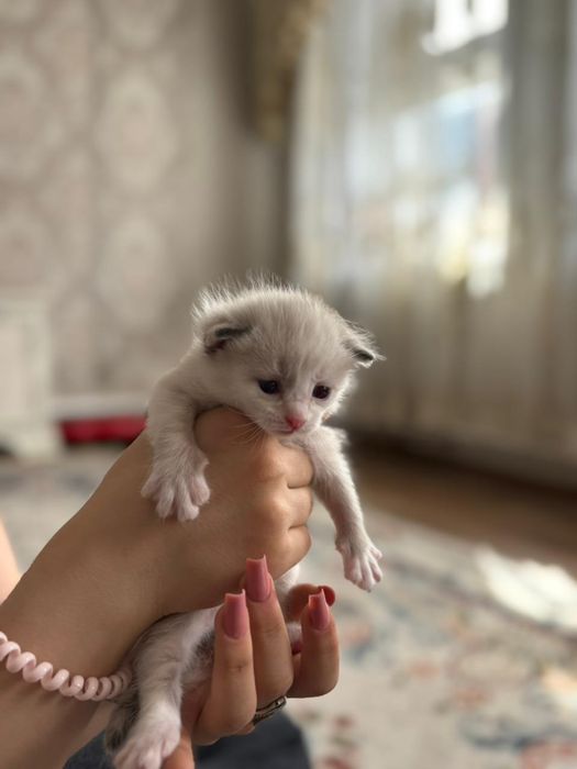 Котята маленькие