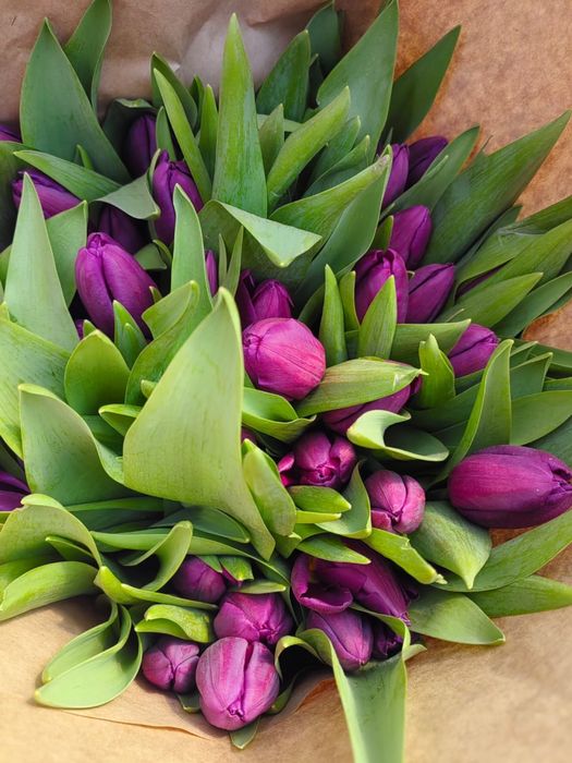 Тюльпан оптом цветы