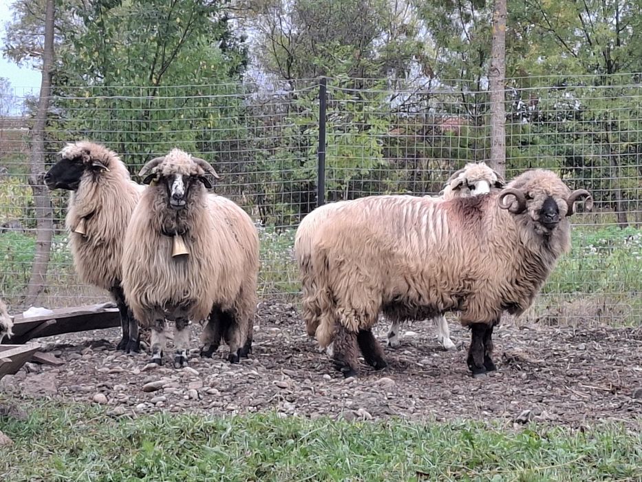 Vând oi țurcane gestante bucalai si oacheșe si un berbec bucalau