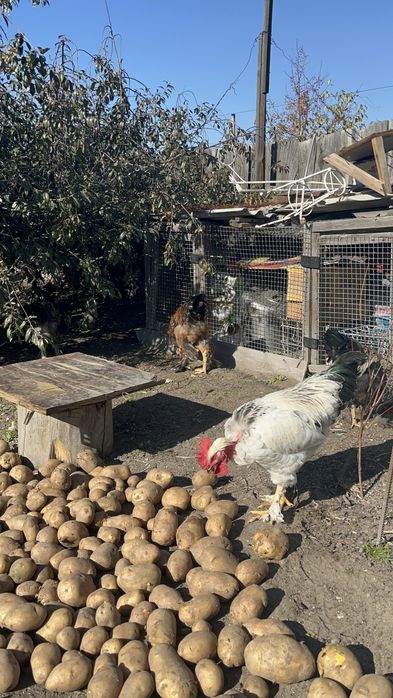 Продам  петухов