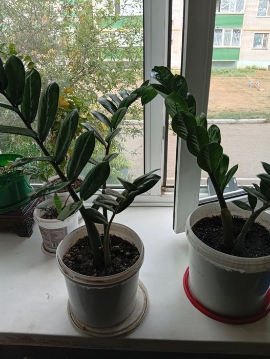 Продам цветы недорого