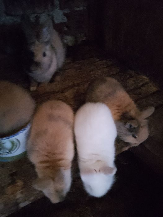 Iepurași pitici Neo rosu