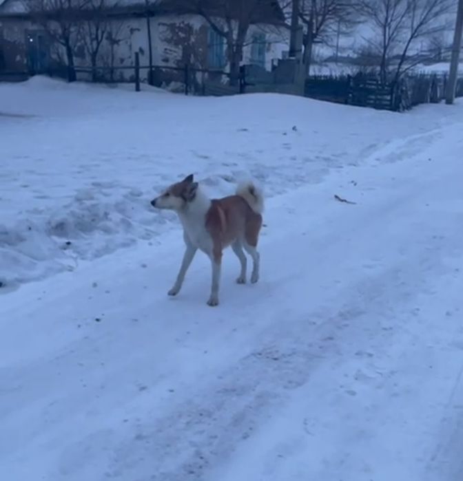 Лайка продаётся полностью рабочий