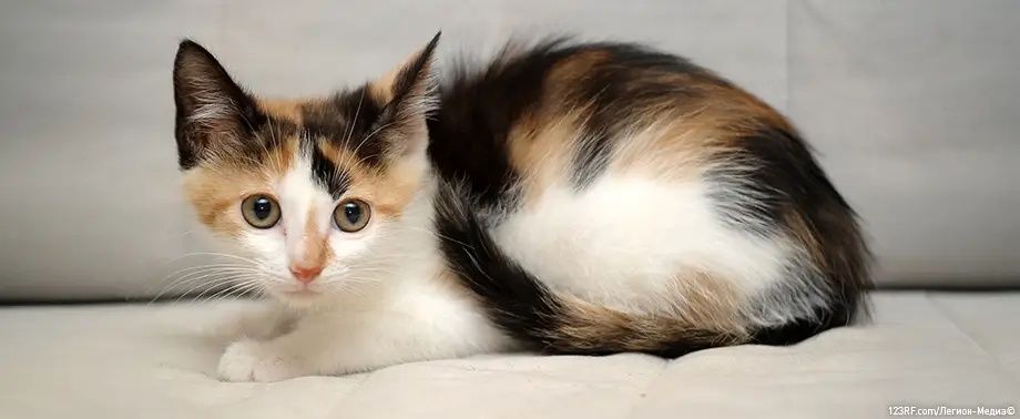 Милые котятки , три кошечки трехцветные