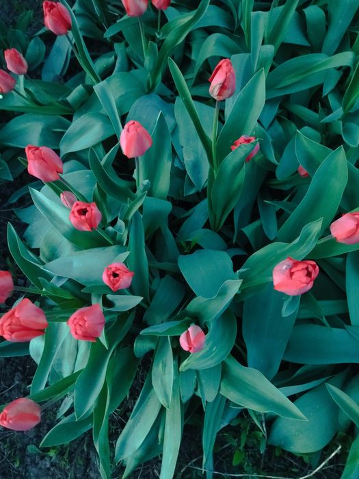 Продам цветы тюльпаны