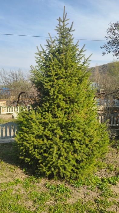 табиғи өсіп тұрған шырша