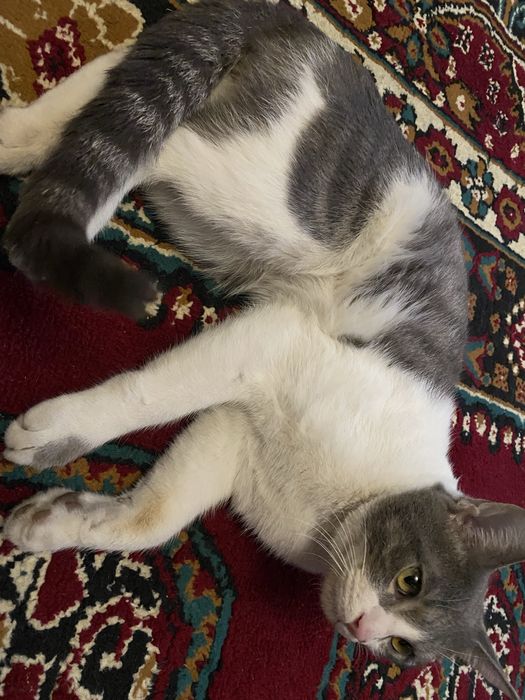 Mushuk Scottish Straight bor 7oyli