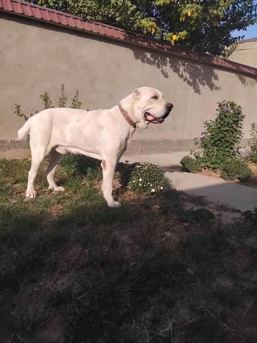 Алабай вязка чистокровный