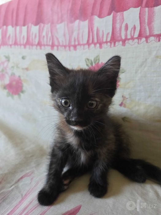 Отдам пару милых котят