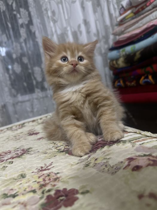 пушыстый, рыжий котенок