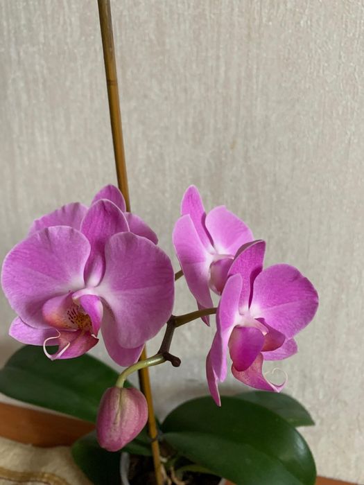 Продам Орхидею цена 5800