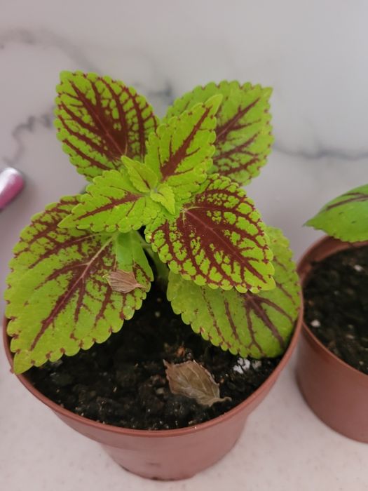 Продам цветок колеус