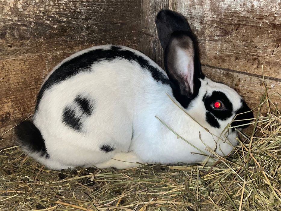 Vand iepure- femela fluture german