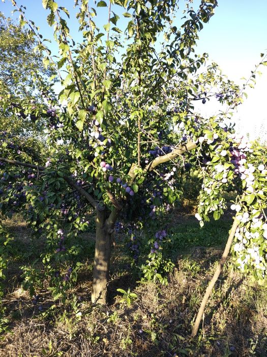 Vând prune țuică