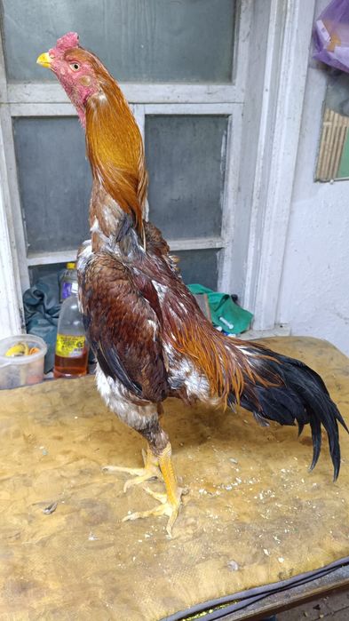 Продам боевого петуха