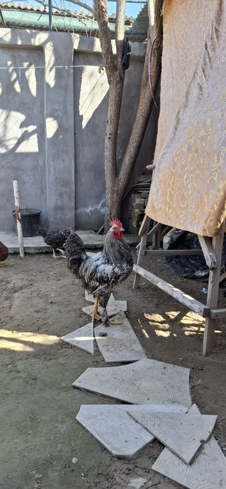 Xurozlar (petux)sotiladi