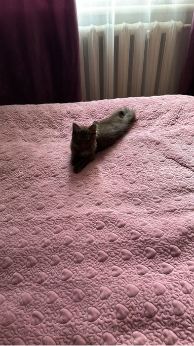 Шотландский кошка