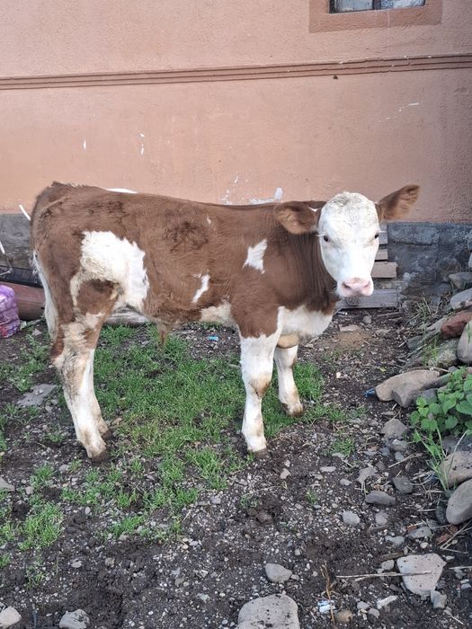 Vând un vițel baltat