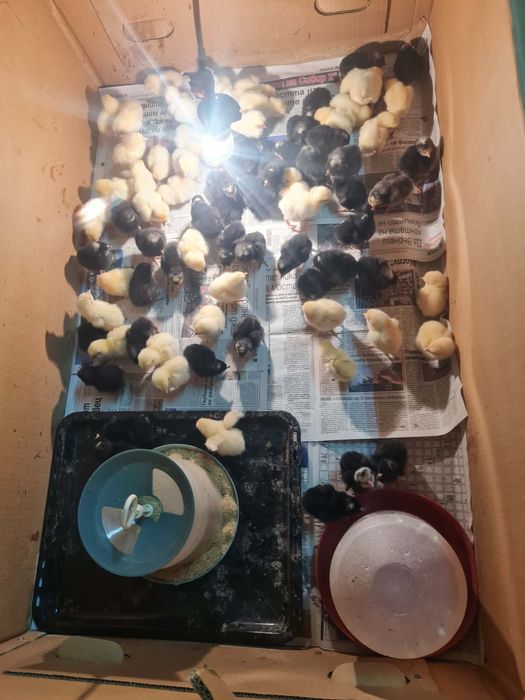 Свободни домашни пилета носачки