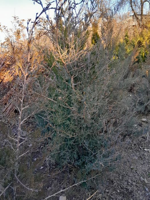 Продам маживельники