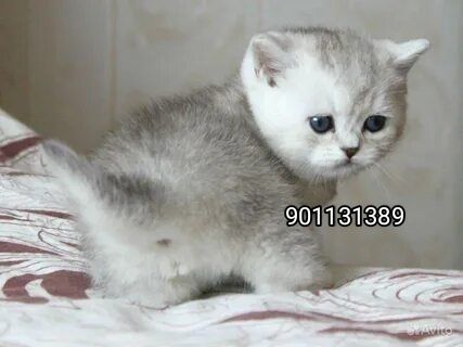 Тозза кон. Британский Шиншила Серабрист унил, киз 2 ойлик сотилади.