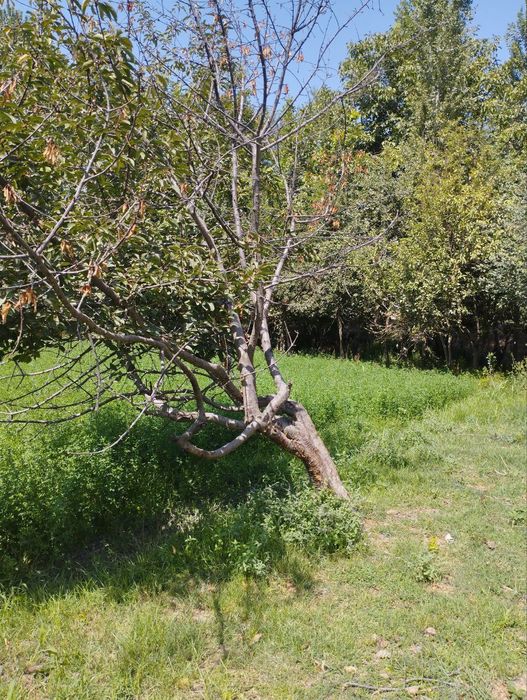 Ташморя уй дачага мос ОБМЕН мошинага хам бор