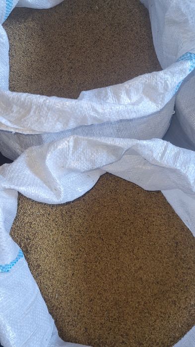 Sămanță de lucernă