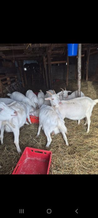 Vând capre sannen gestante