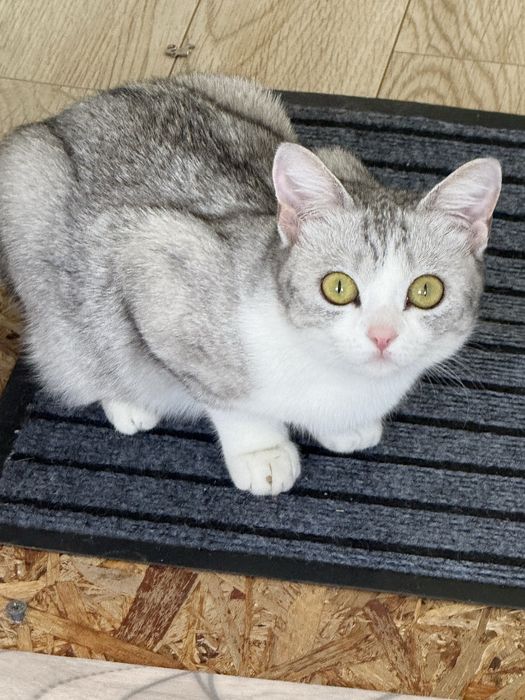 Кошка метис ищем любящего хозяина
