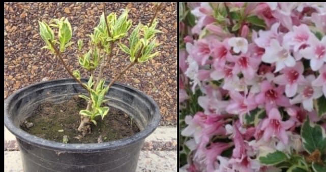 Местные садовые растения