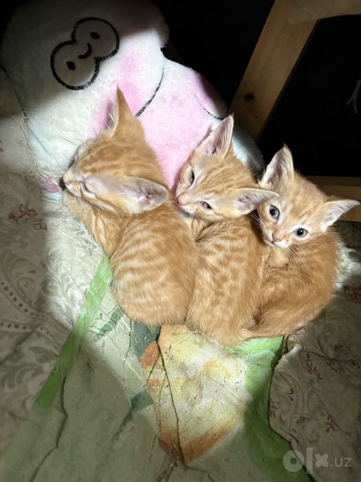 Отдам в доьрые руки РЫЖИЕ КОТЯТА