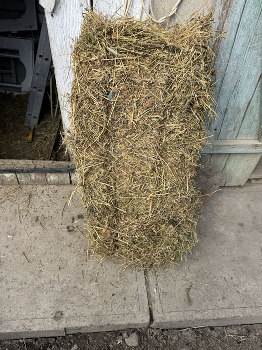 Vand baloți de lucerna prima cosă