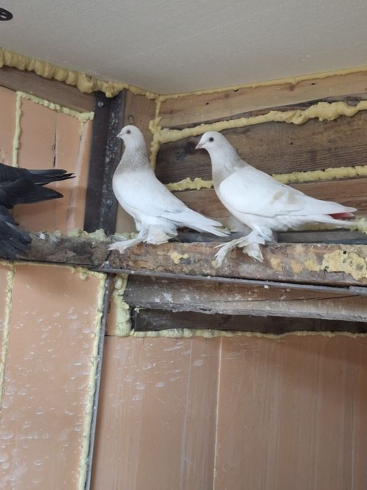 Продам голубей игра гребля тяга