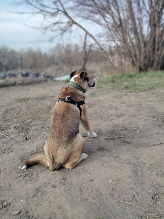 Шлейка для собак