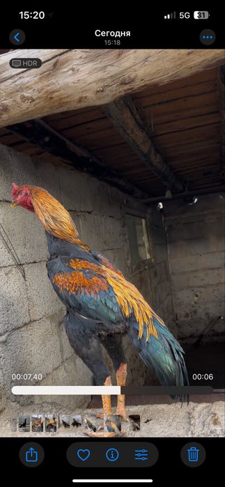 Кореиц микс зат майски