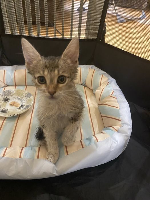 Котята в добрые руки!