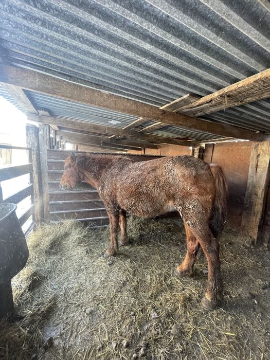 Бие саталады откорм