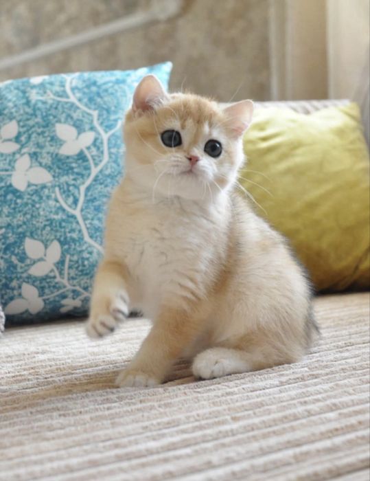 Британские котята