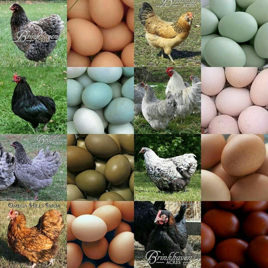 Какие куры несут цветные яйца фото Какие куры несут цветные яйца фото
