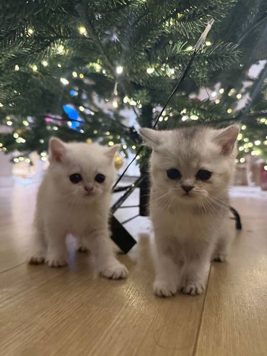 Чистокровная шиншилла котик и кошка